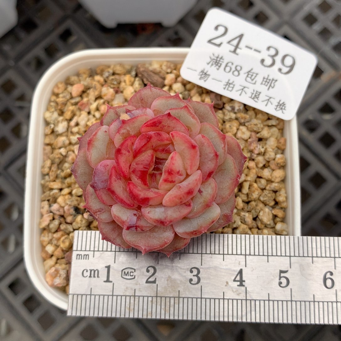 39。石化哈尼。一物一拍。