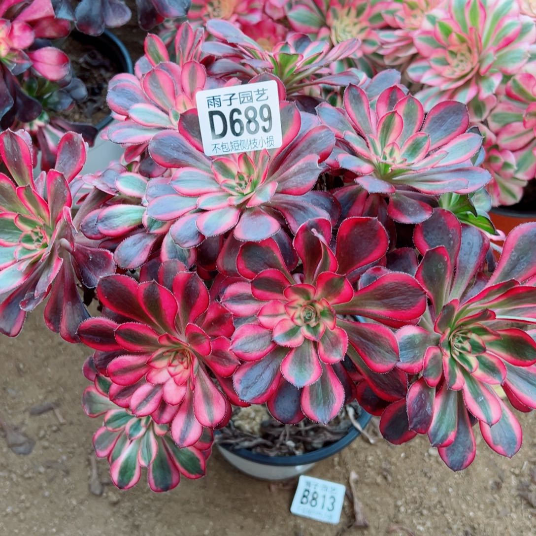 689丽娜雨子多肉植物