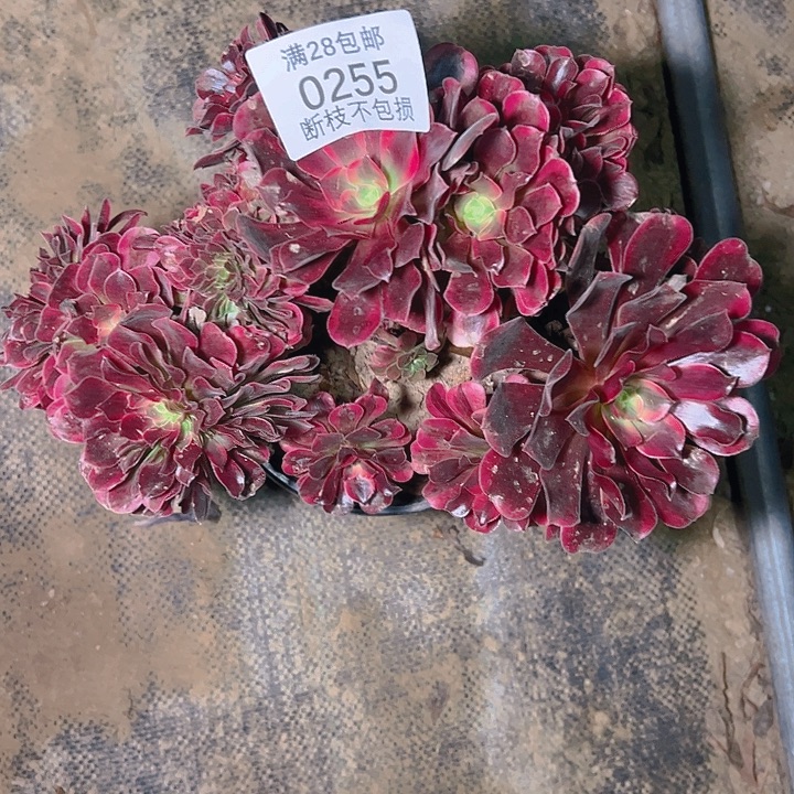 0255美杜莎缀多肉植物