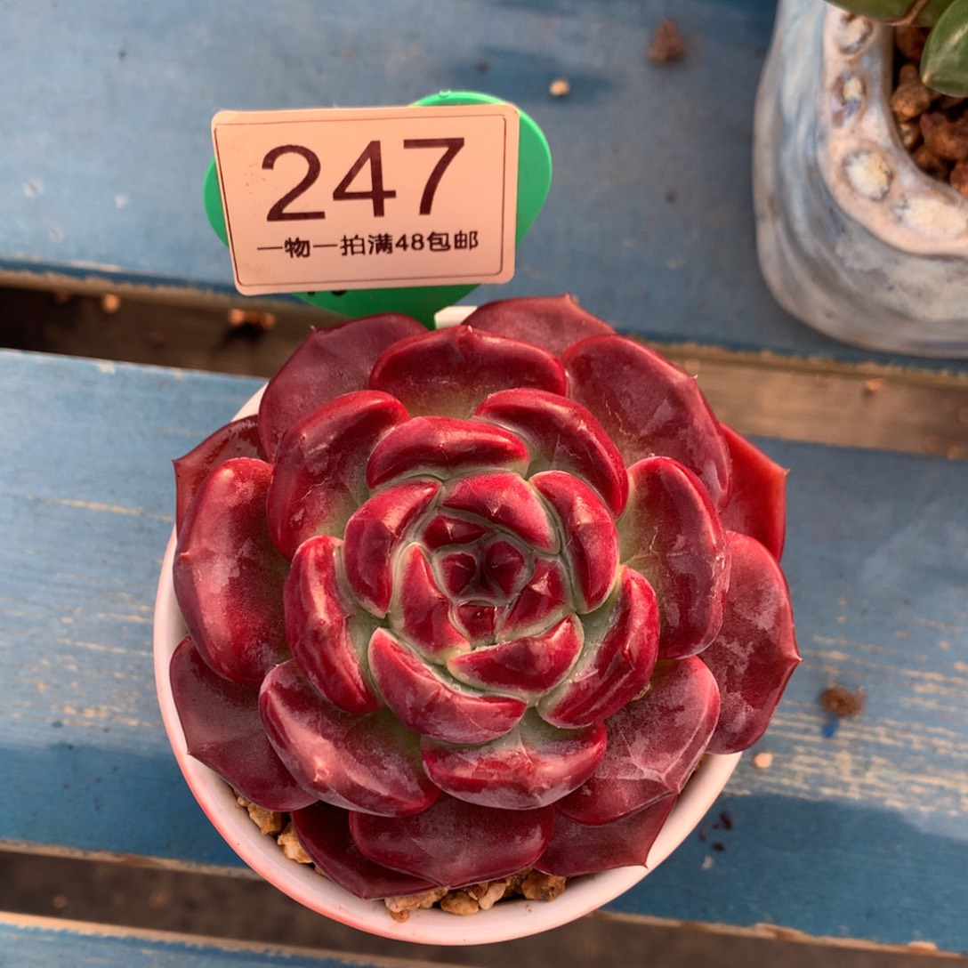 沙漠玫瑰开播福利