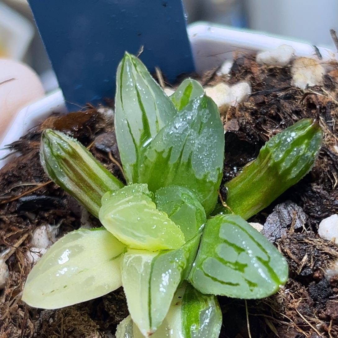 恭喜发财大吉大利581冰城多肉