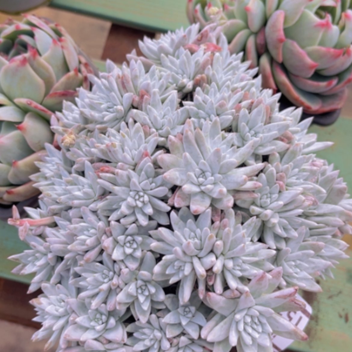 【闪购商品】白菊15167