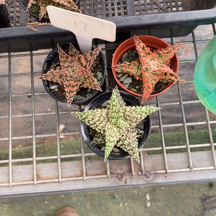 小*伯克利和格蕾纳等著名音乐