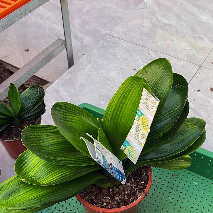 完全开放浅体宽叶