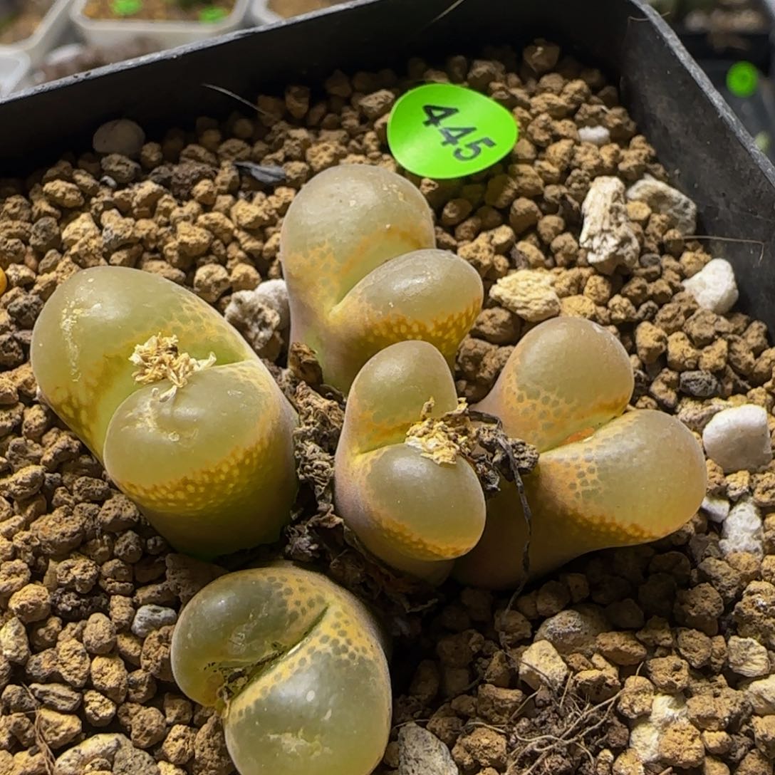 风铃群五头多肉植物445