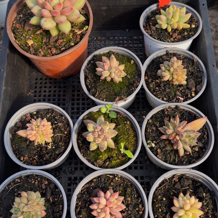 156多肉植物一物一拍