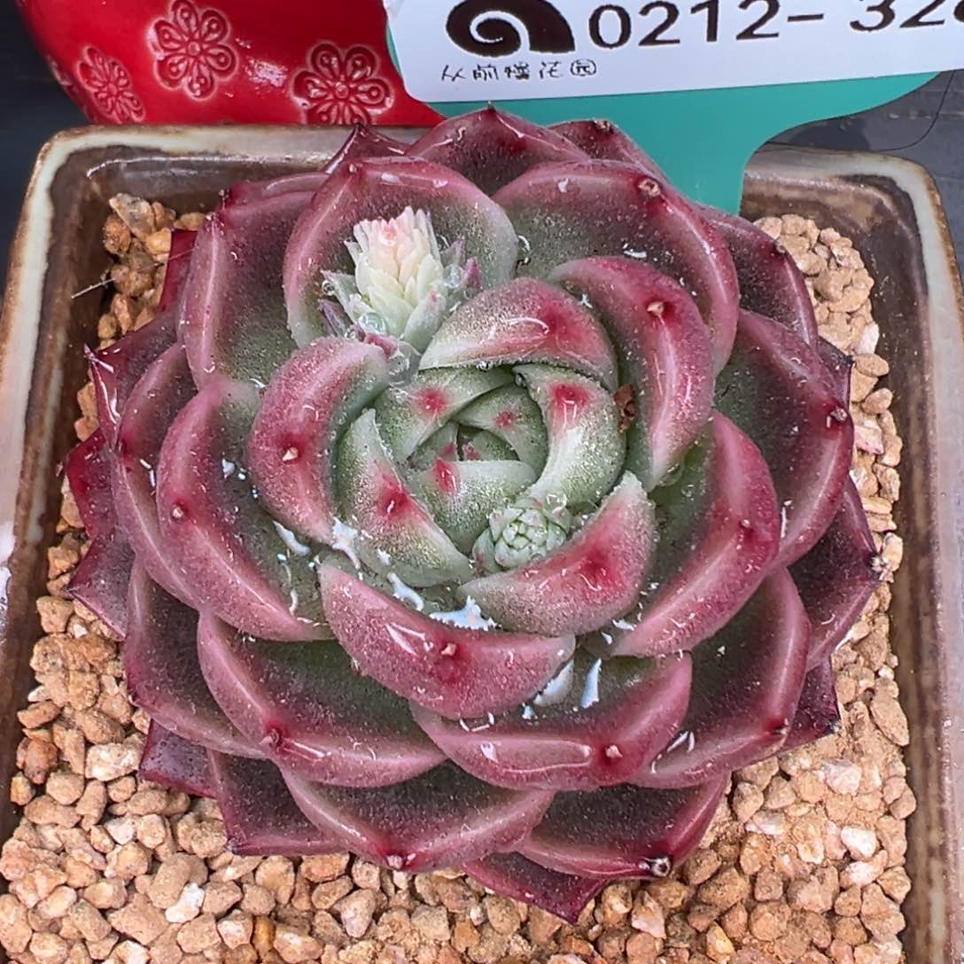 从前慢多肉精选编号0212.326