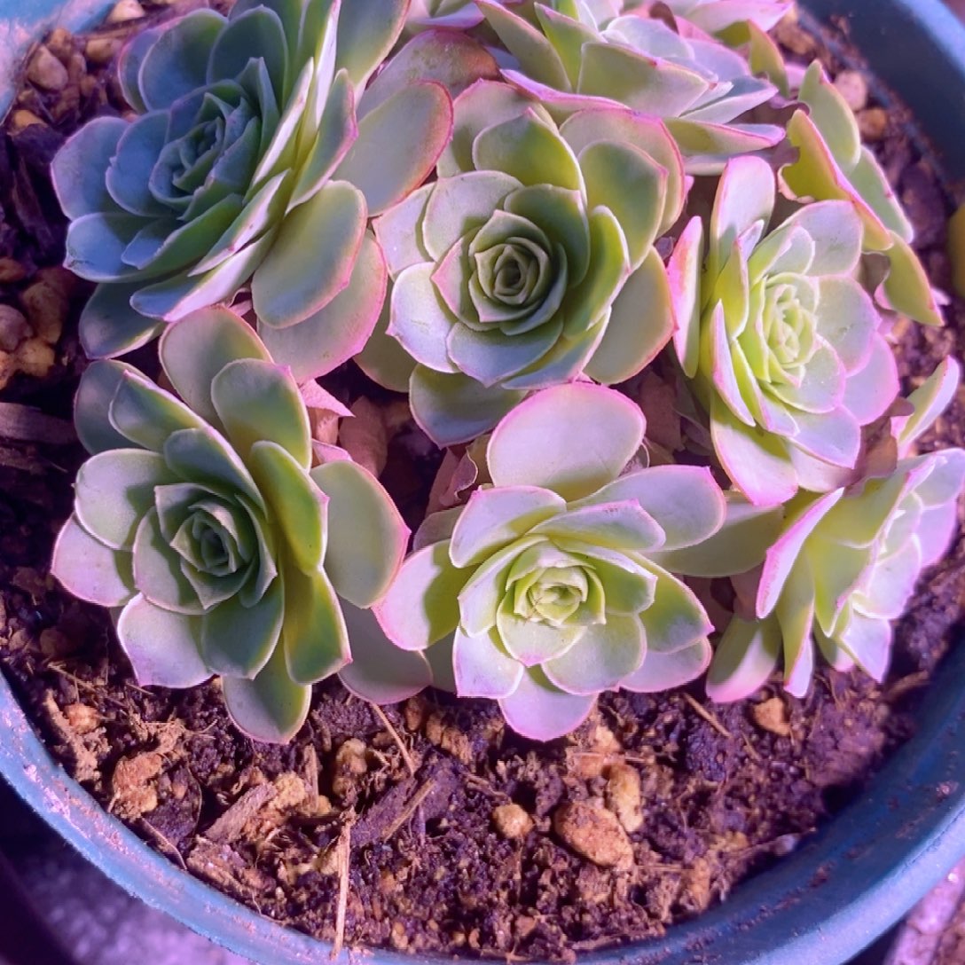 粉钻群一物一拍588山地玫瑰