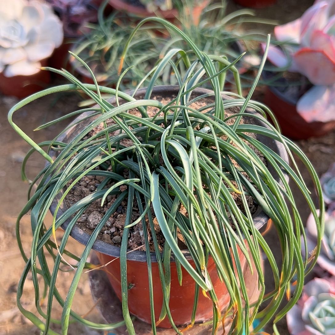 多肉植物风信子开花