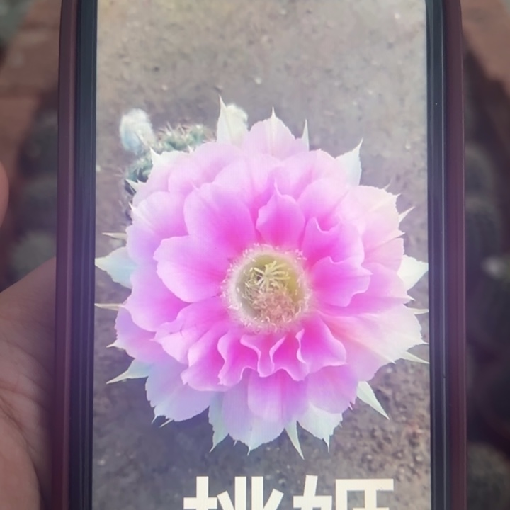 小田家新品桃姬带根7公分左右