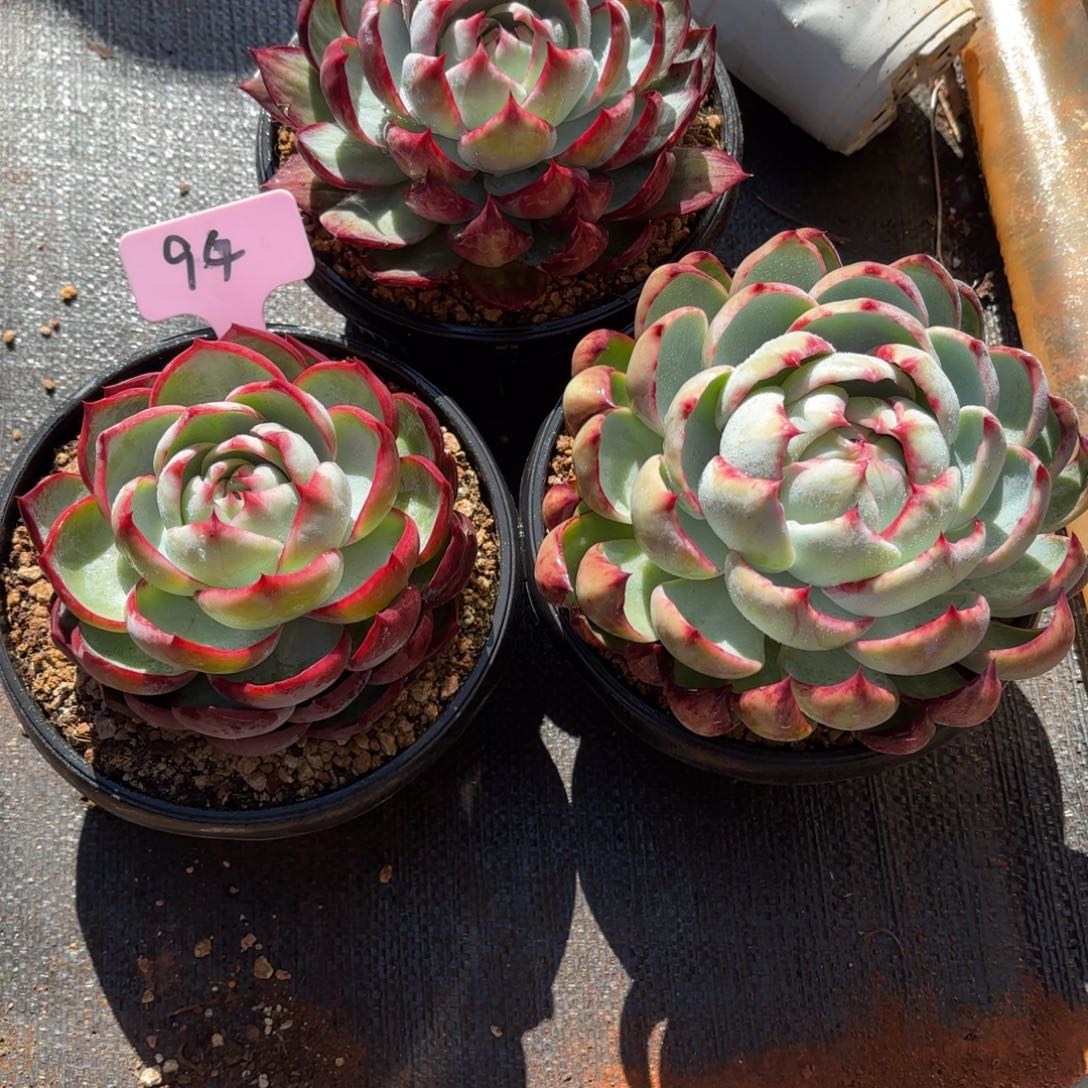 多肉惊鸿仙子 三个 94号