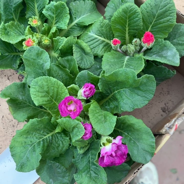 依***恋全部花苞玫瑰报春红+紫+橙