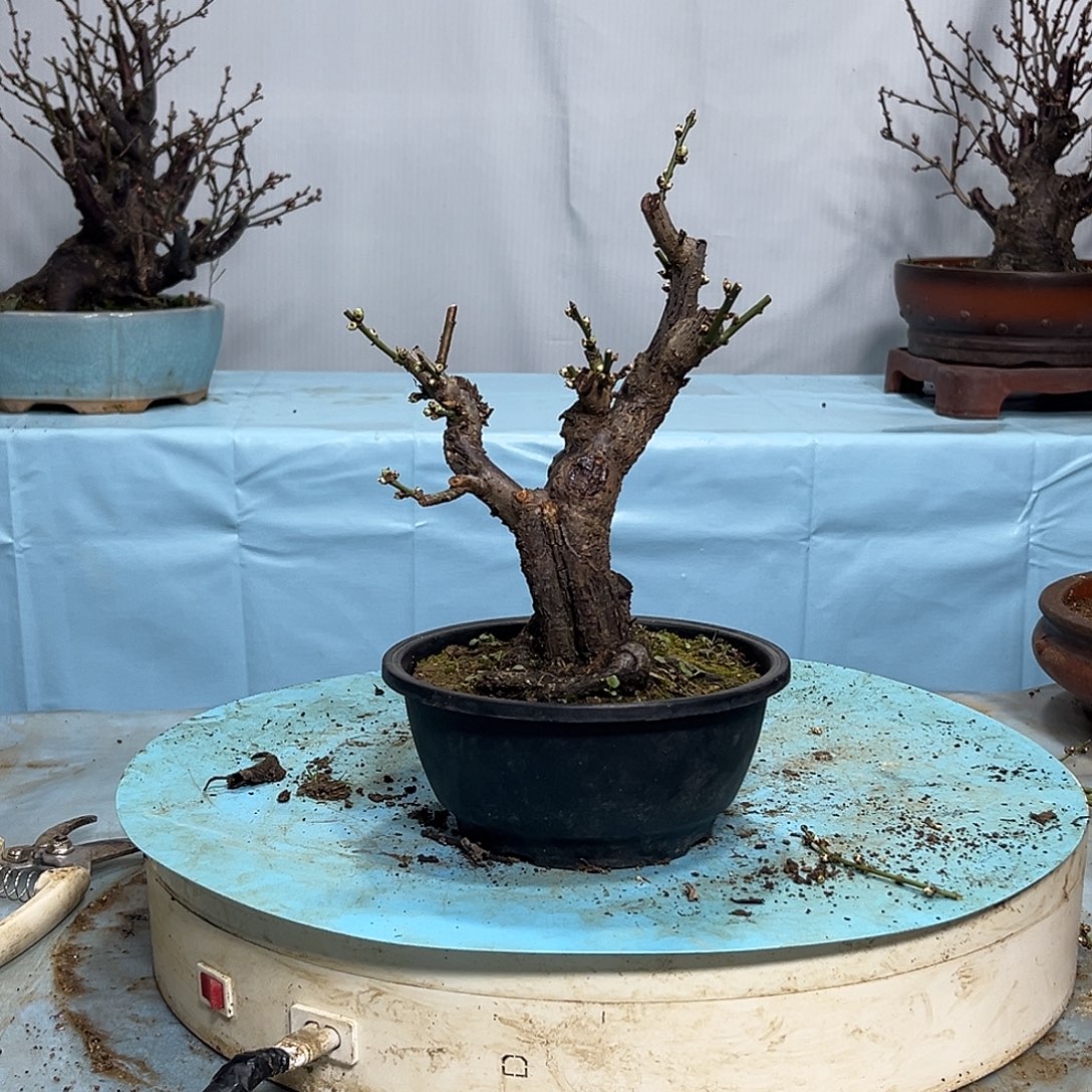 手****无花朵原生绿梅，带盆发货。