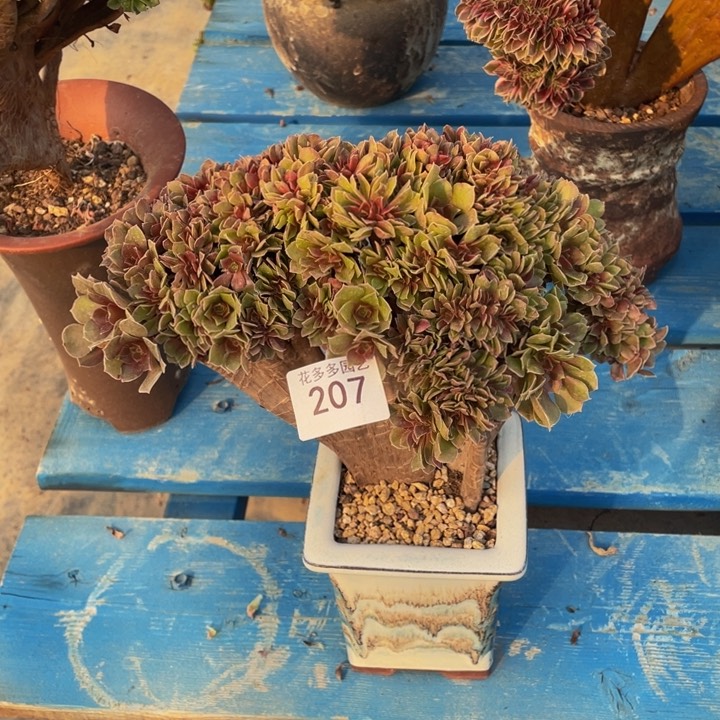 207号柠檬玫瑰法师