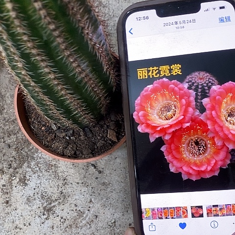 尼桑丽花，26890000