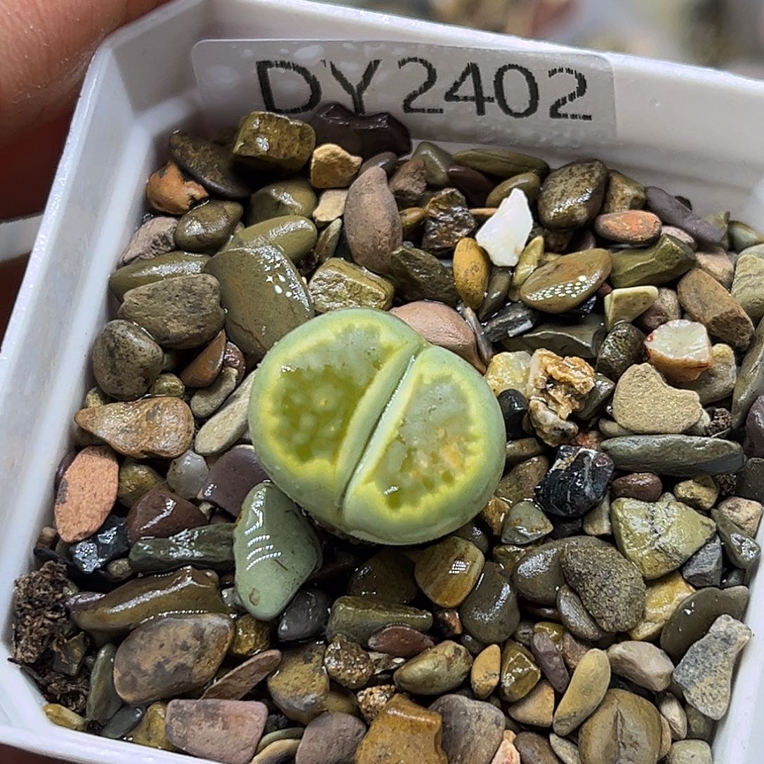 一物一拍绿菊2402