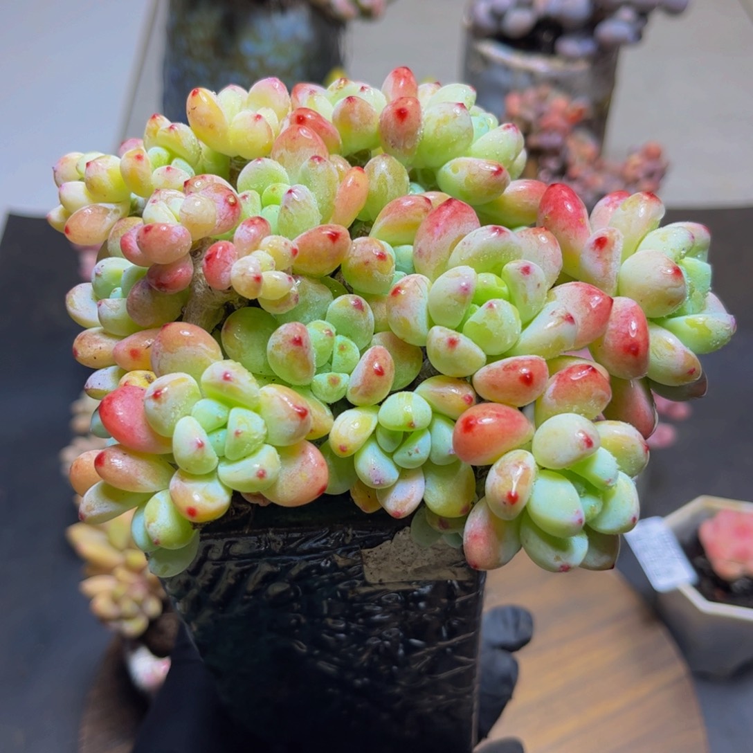 276老桩樱花洛奇13厘米（有砍）