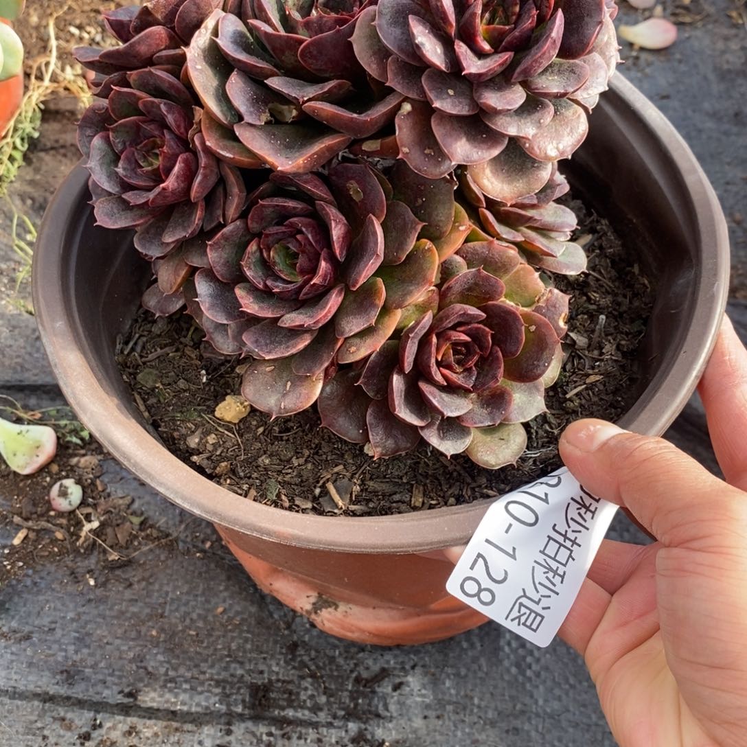 勿秒拍秒退1210-128克劳斯