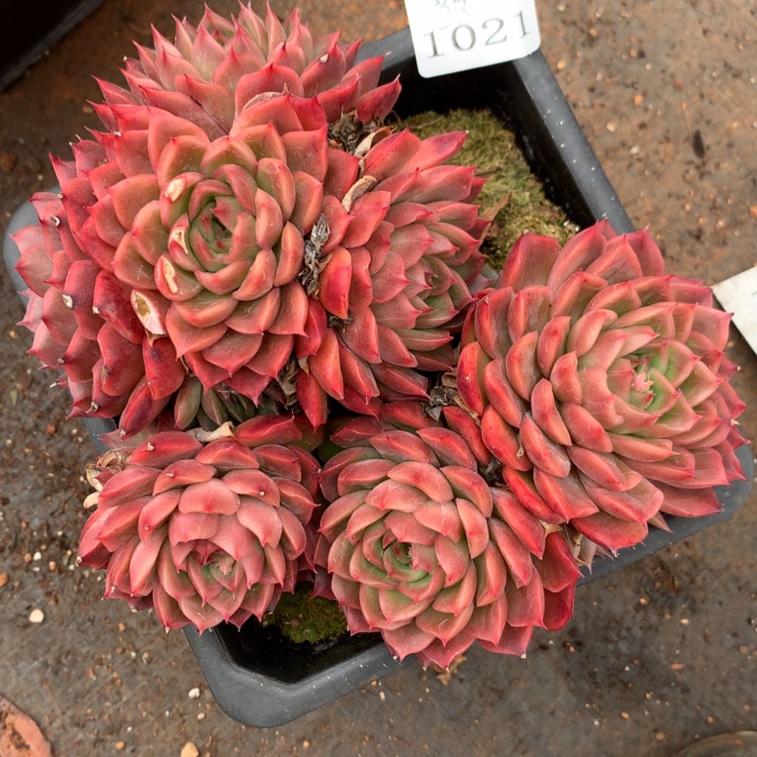 1021有叶伤介意不拍，14厘米