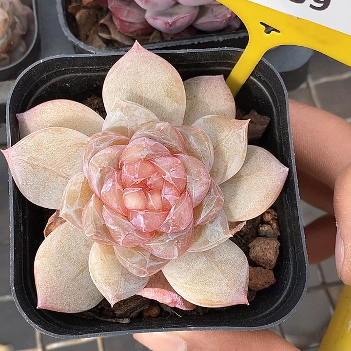 0102039珍妮 元旦福利