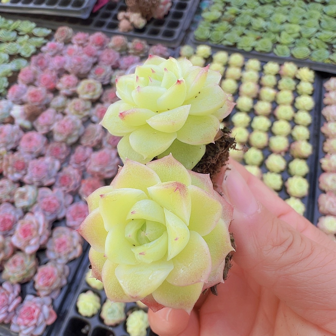 玫瑰仙子黄体5颗19包邮