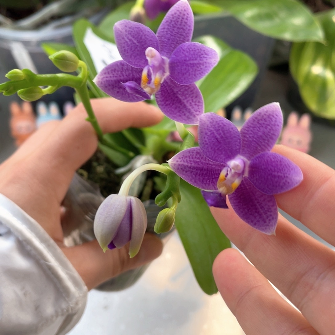 无花朵【柳林蓝星】2.5双花剑