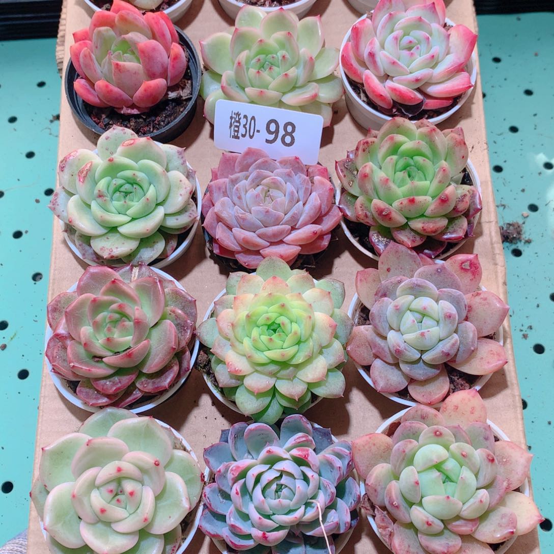 30-98一物一拍多肉带盆18颗
