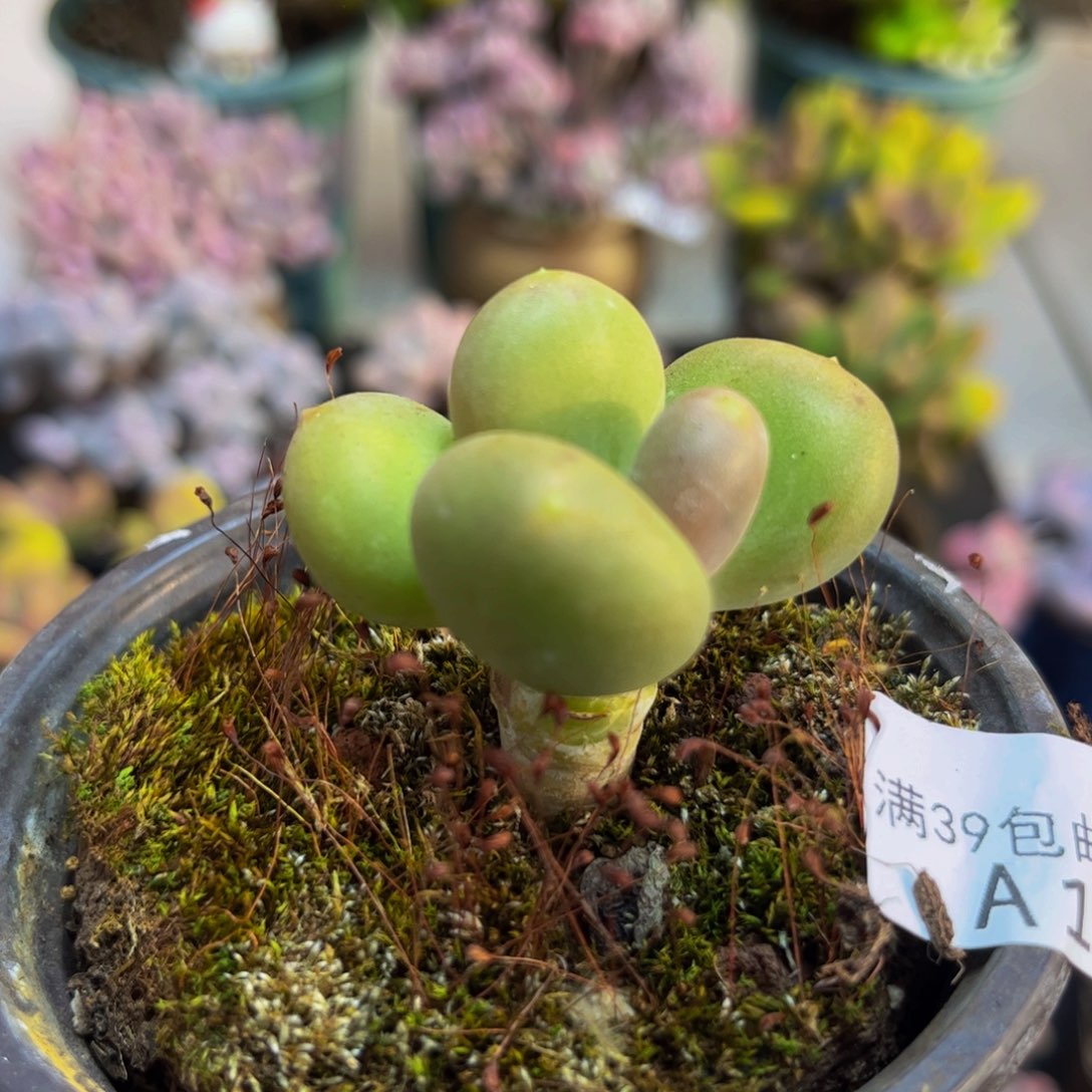 155芒果奶3cm多肉植物