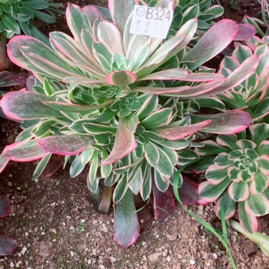 多肉植物324多肉