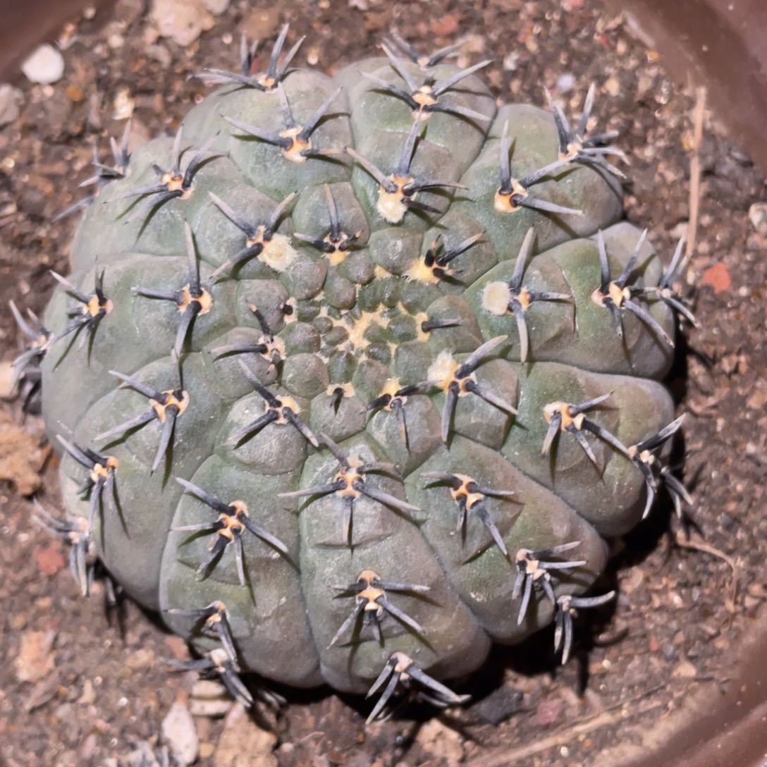 自根 黑刺凤头 仙人球开花