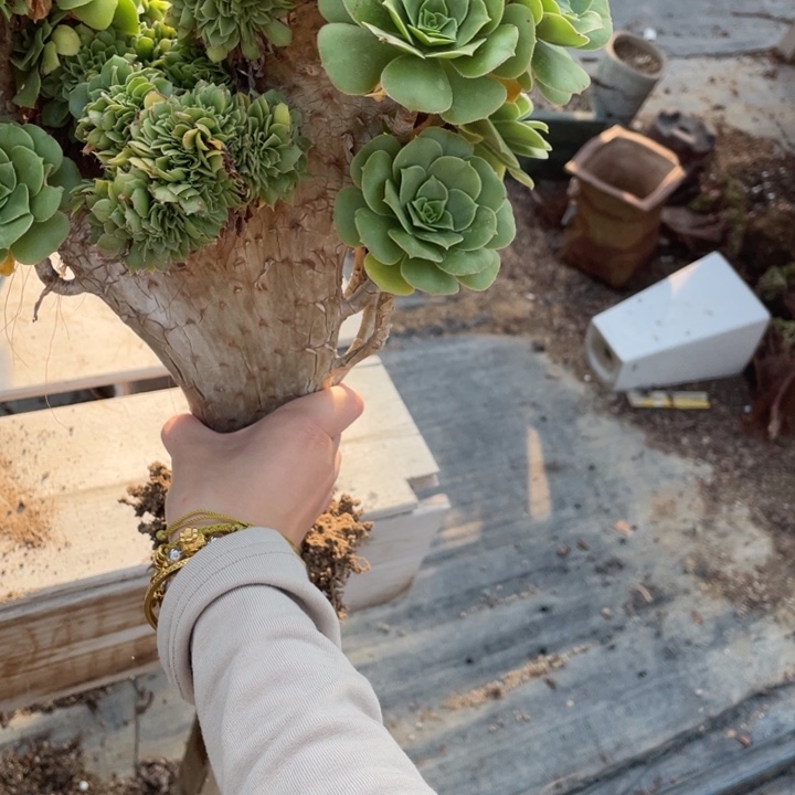 多肉的遇了很多小姐妹一起买来