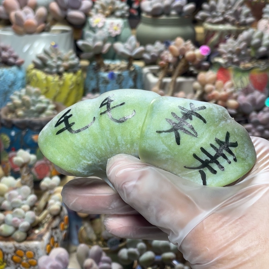 爱之德松多肉植物