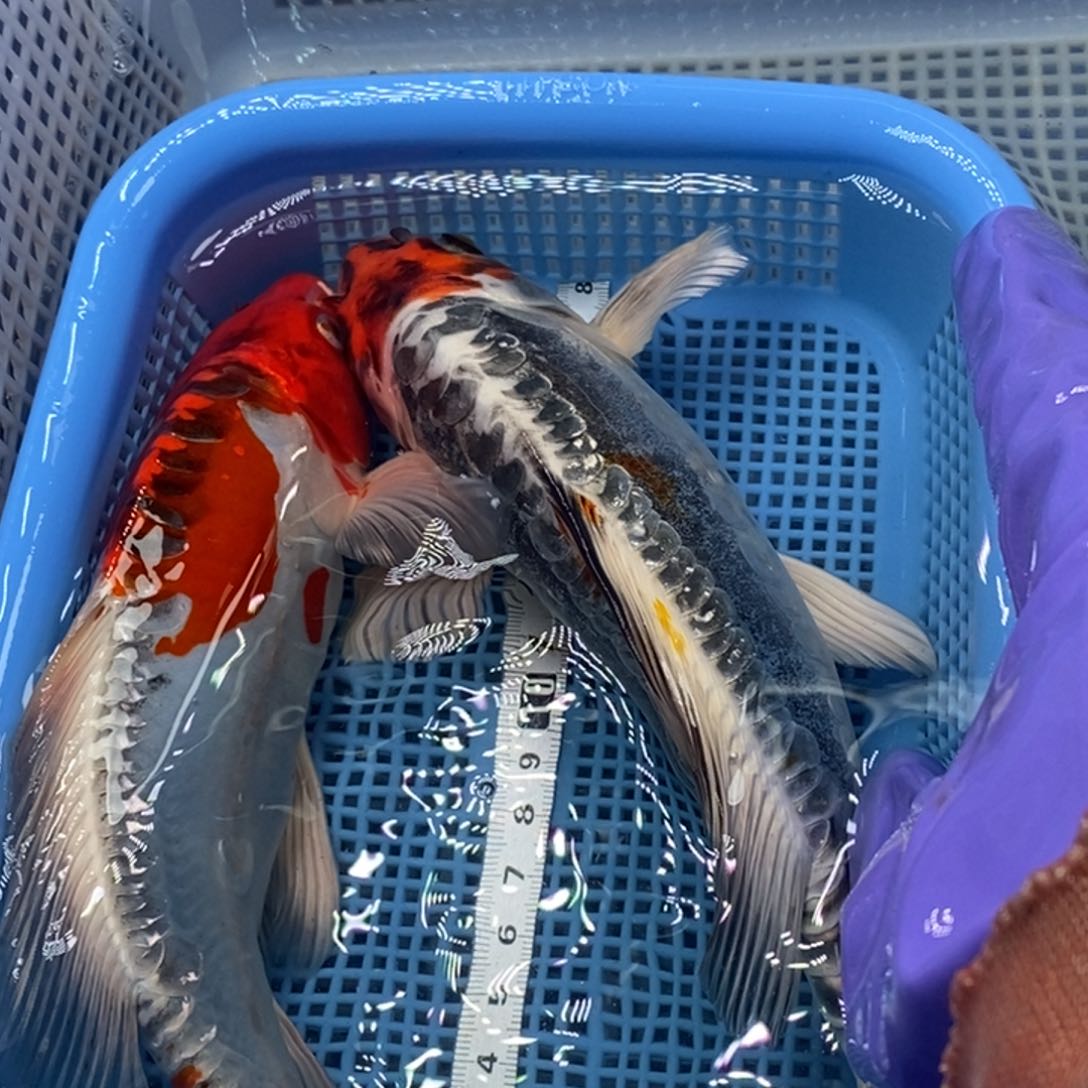锦鲤冷水锦鲤包邮