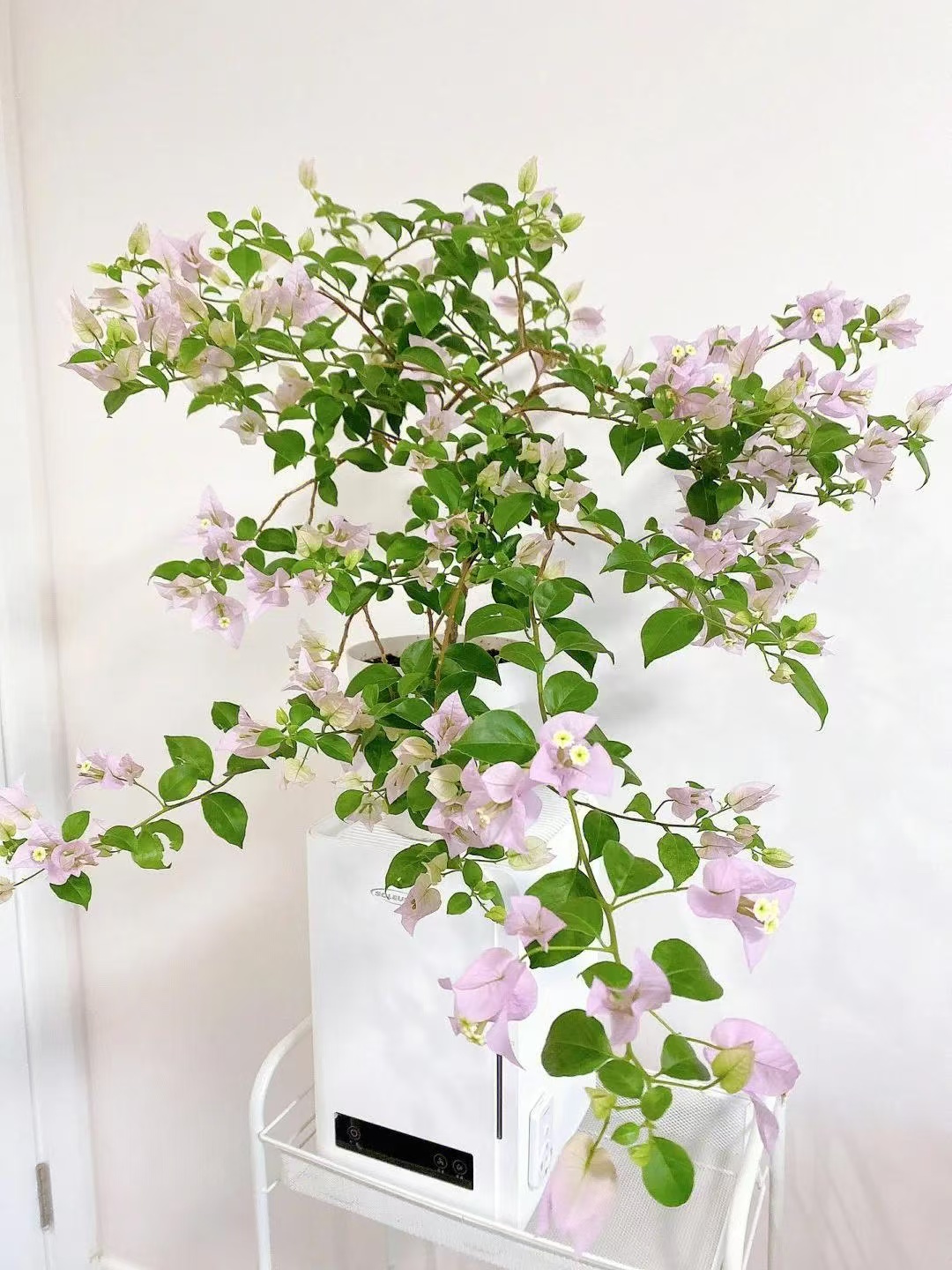 苹果花三角梅淡淡粉紫色勤花品种