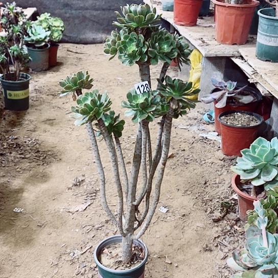 128绿法老桩法师