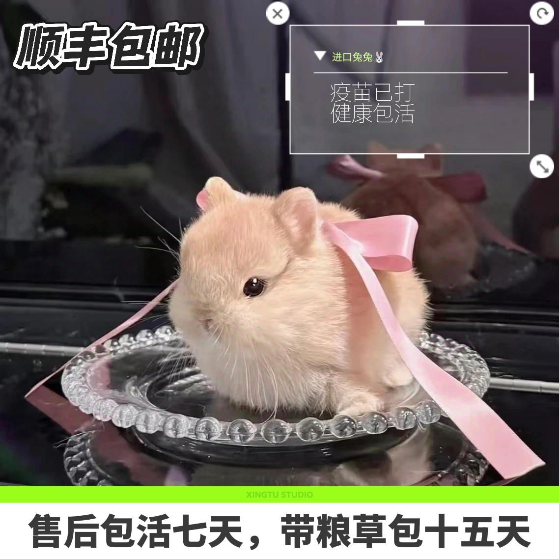 侏儒兔垂耳兔宠物兔迷你茶杯兔直播挑选包活包健康