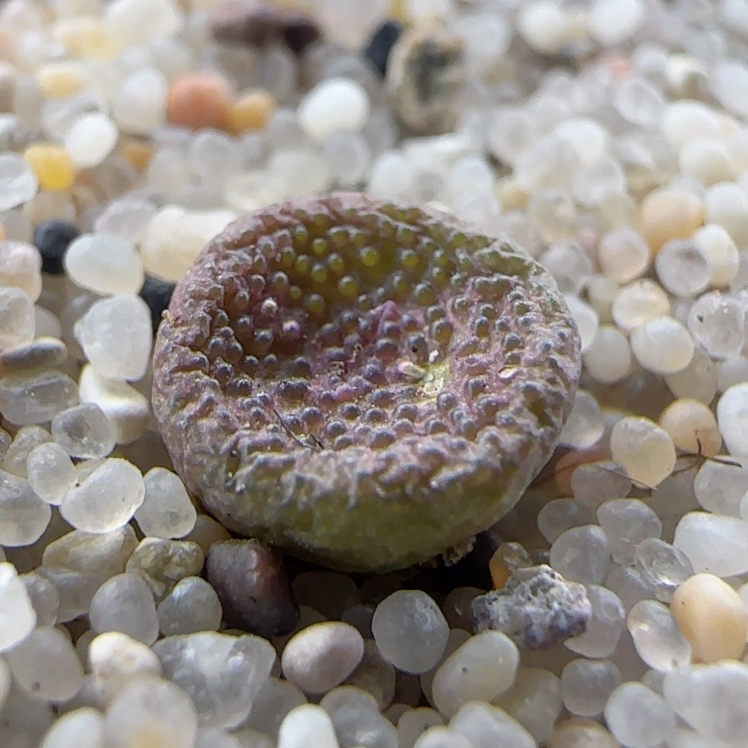 2.24.3/猪皮麻子/尺寸小