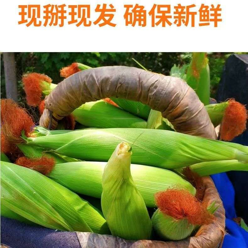 东北现摘现发新鲜粘玉米香甜糯嫩带壳发货