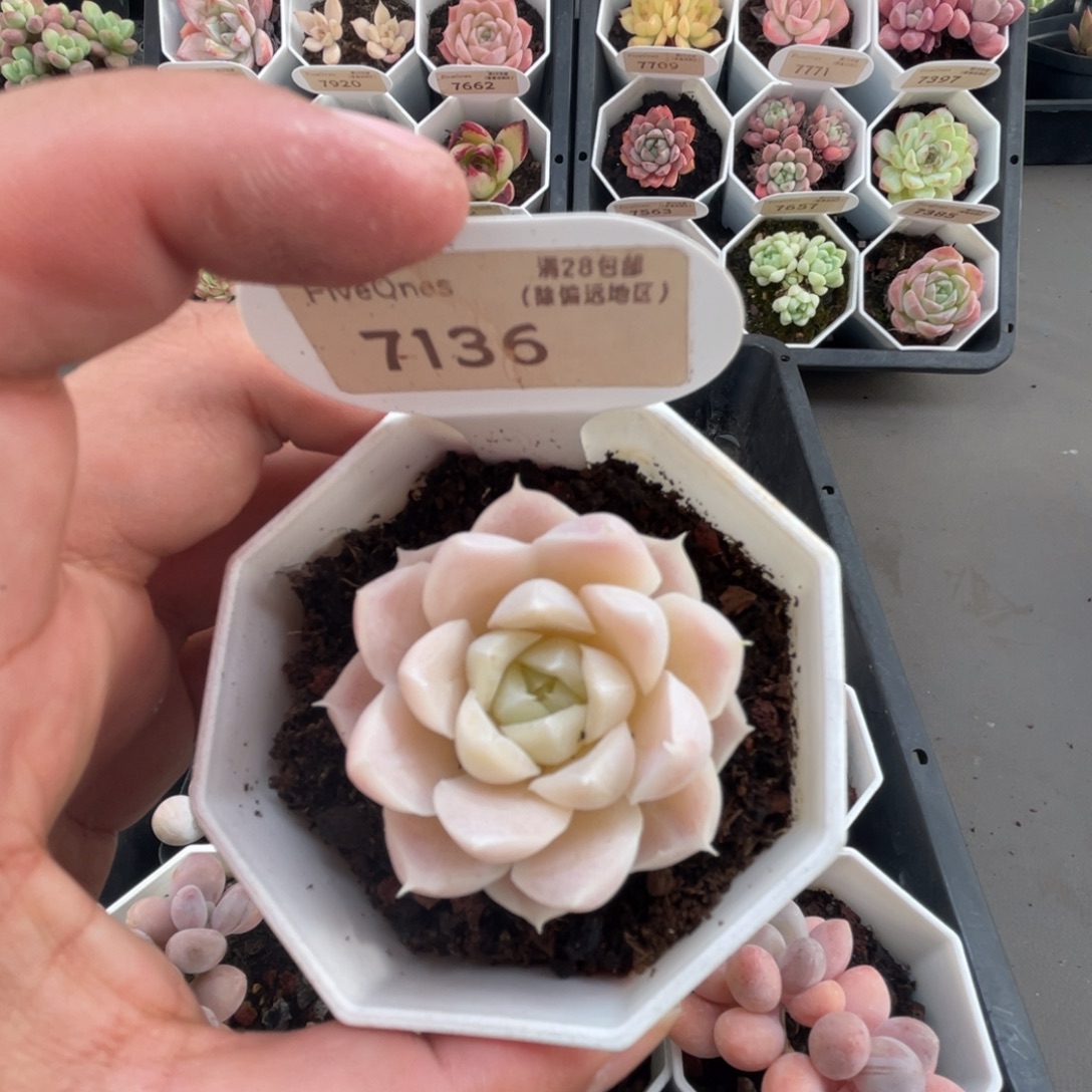7136白月影4.0厘米