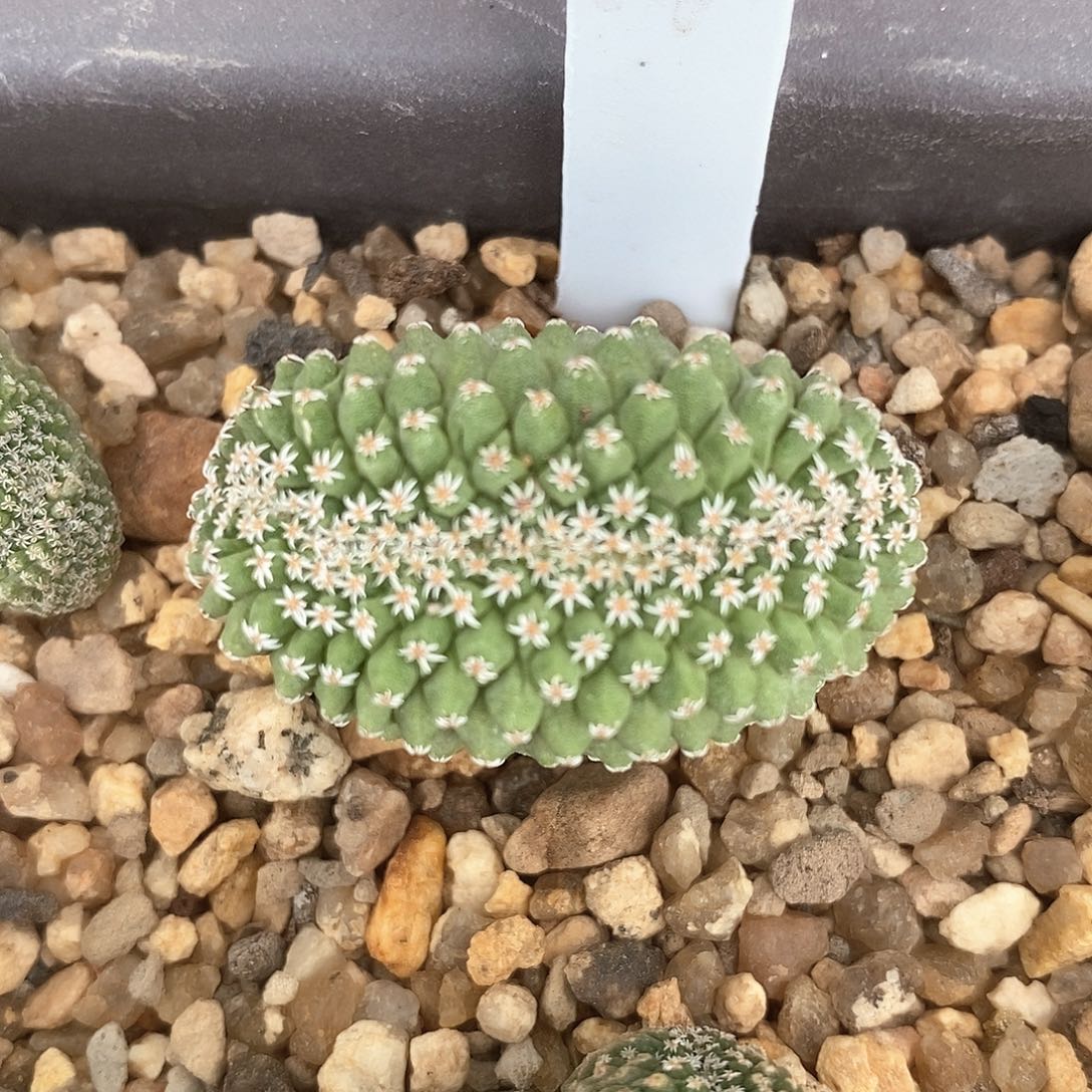 菊水缀化实生仙人球