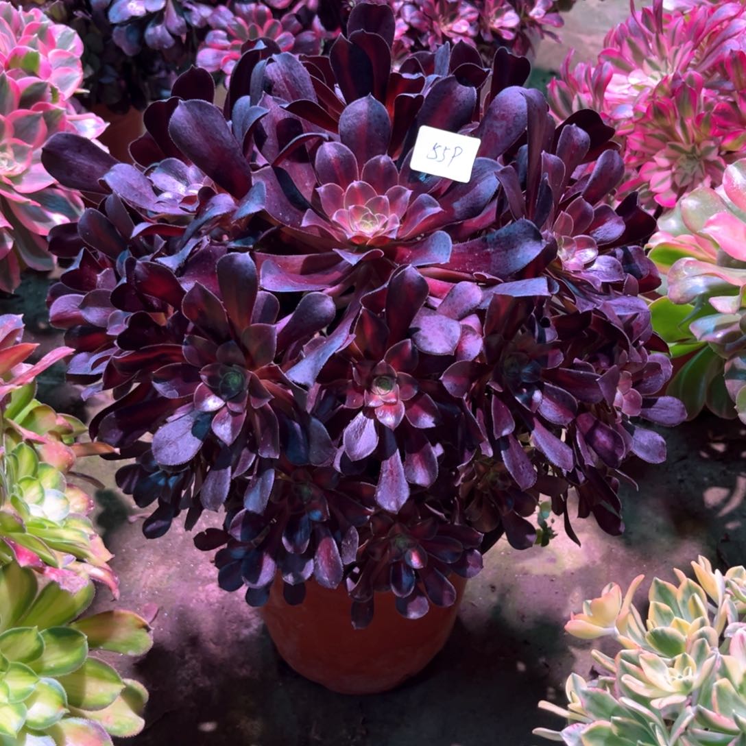 多肉植物华纳559