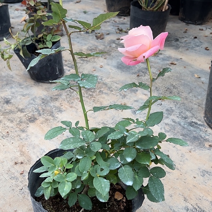 当前无花栽培后可以开花