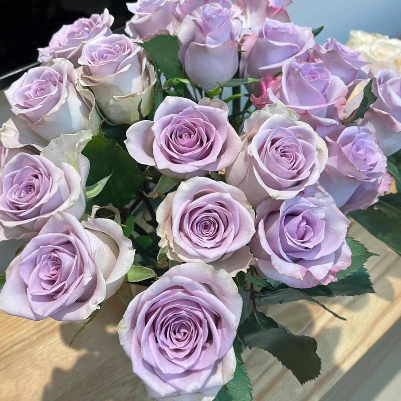 海洋之谜月季玫瑰花超新品种进口切花玫瑰月季紫色月季花鲜花