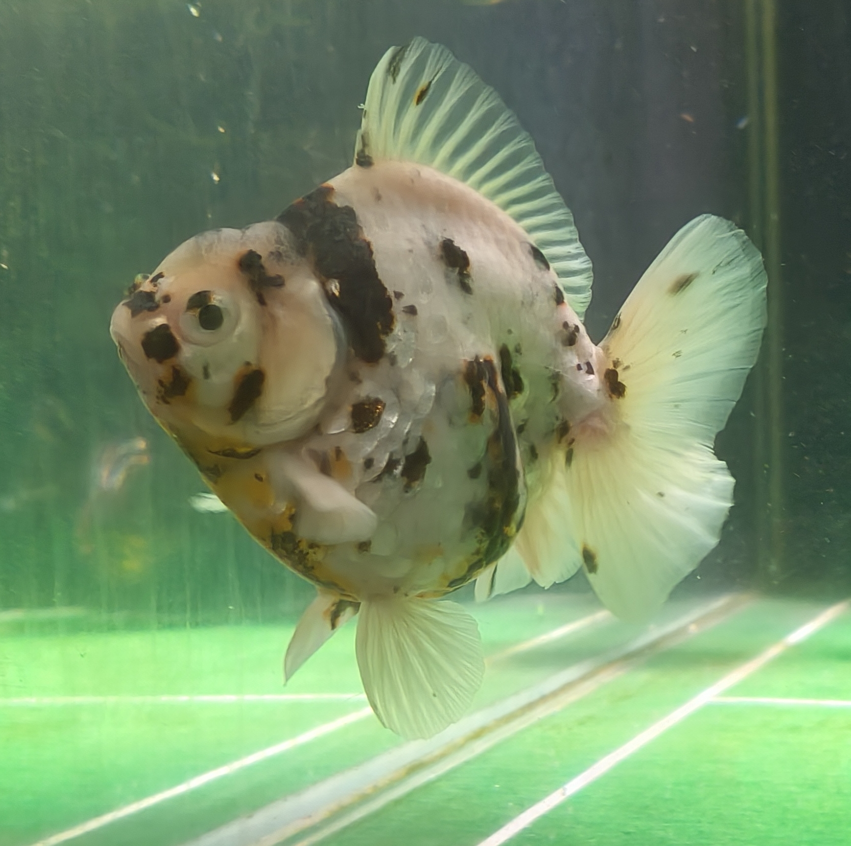 NK白虎亚成泰狮金鱼观赏鱼