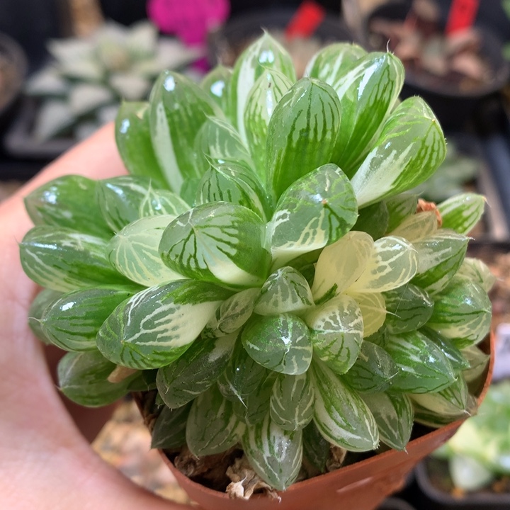 苏州玉露锦带盆土发货