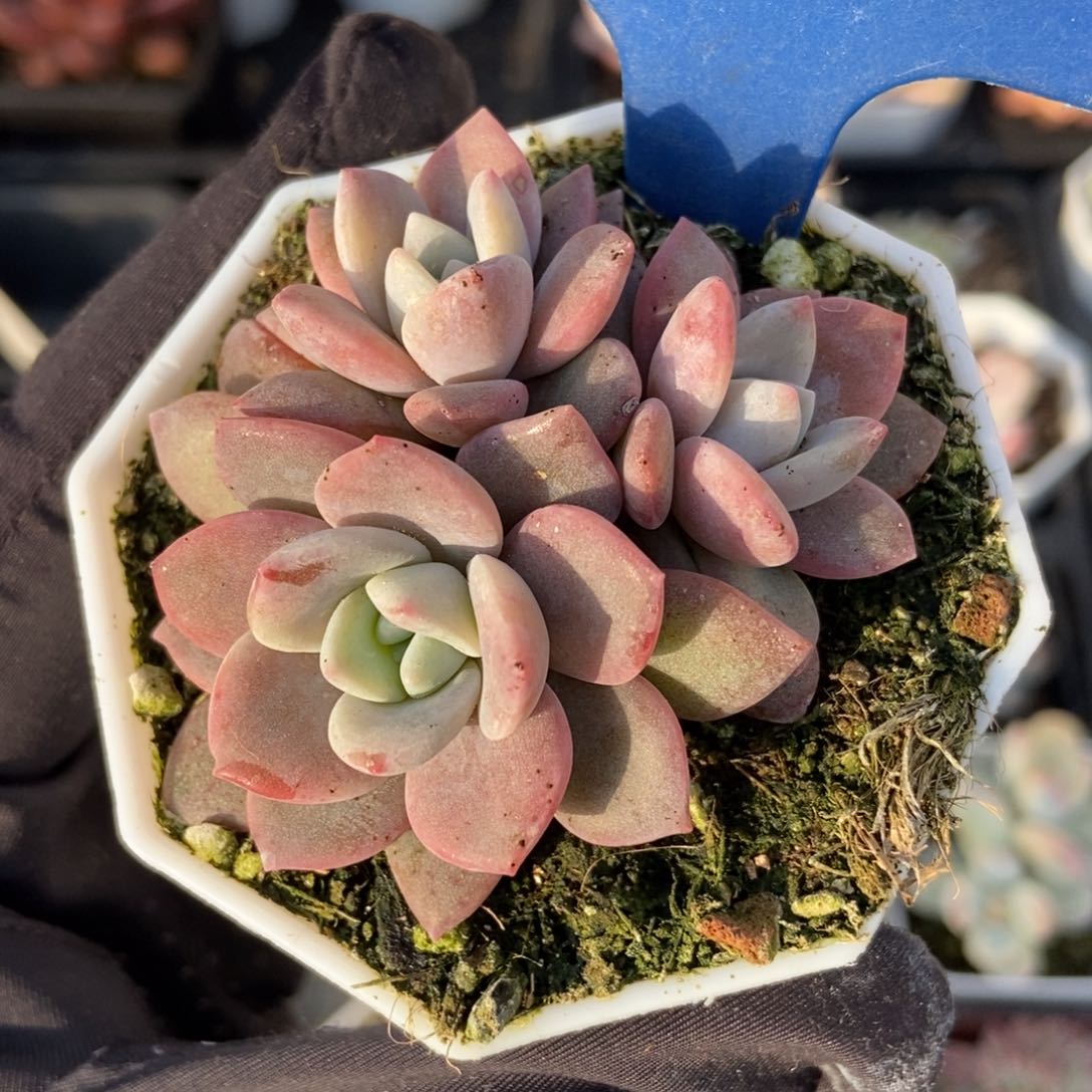 10红茶多肉植物保护