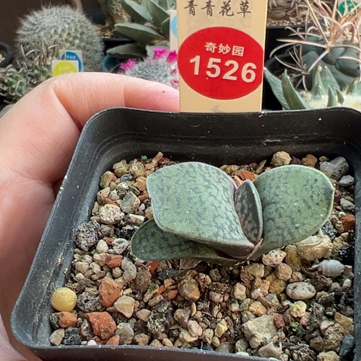 实生恐龙卧牛一棵仙人球