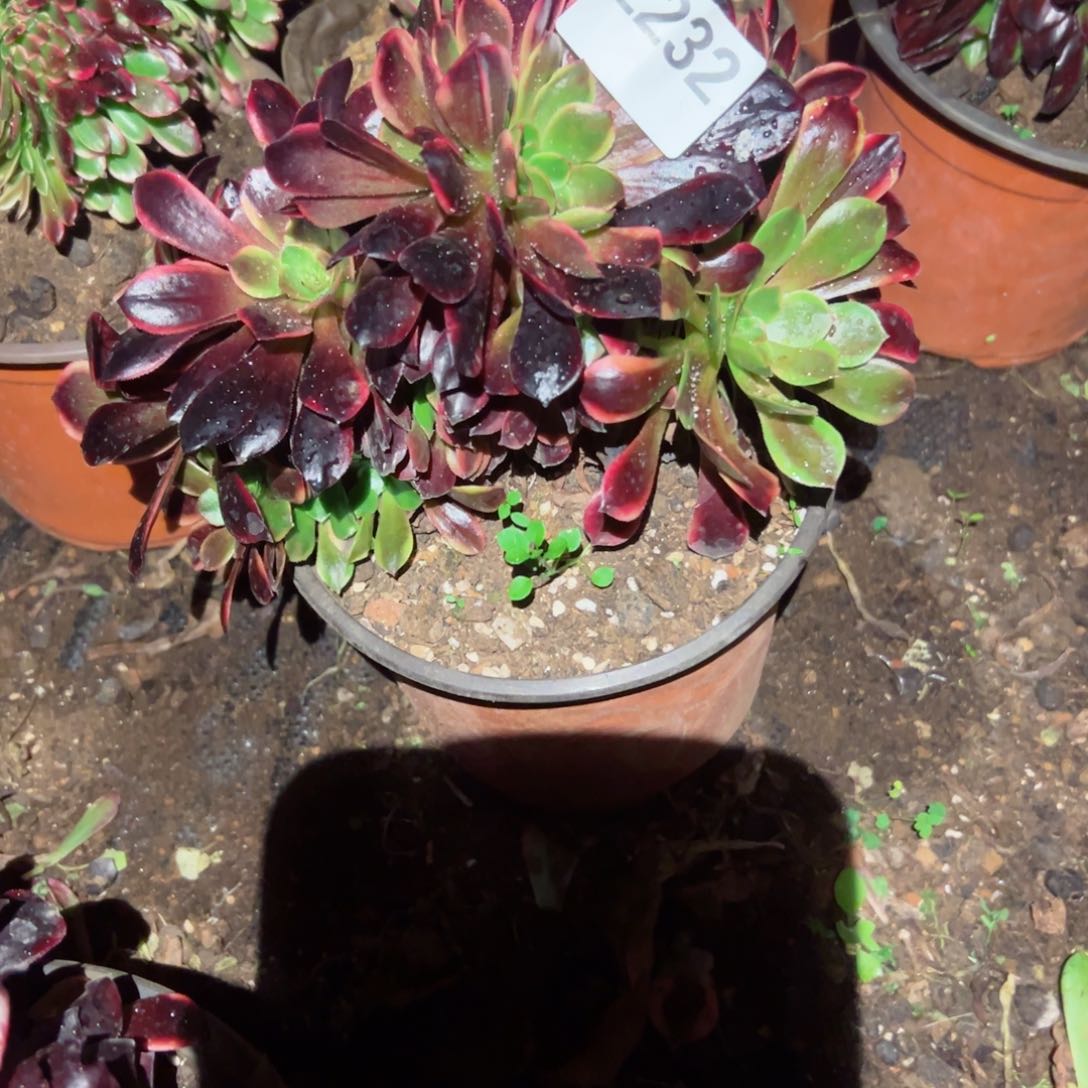 2232 号多肉植物法师