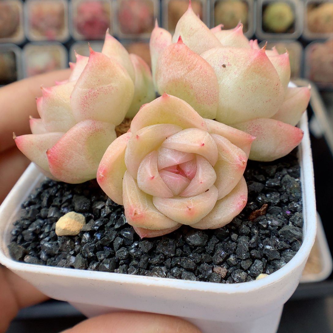 多肉植物。 糖心29