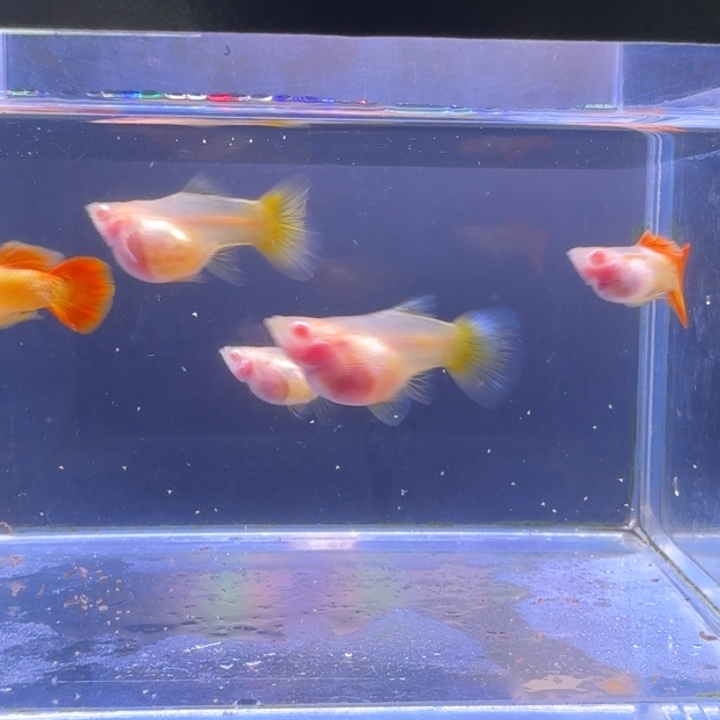 简***单孔雀鱼皇家落日短球两对